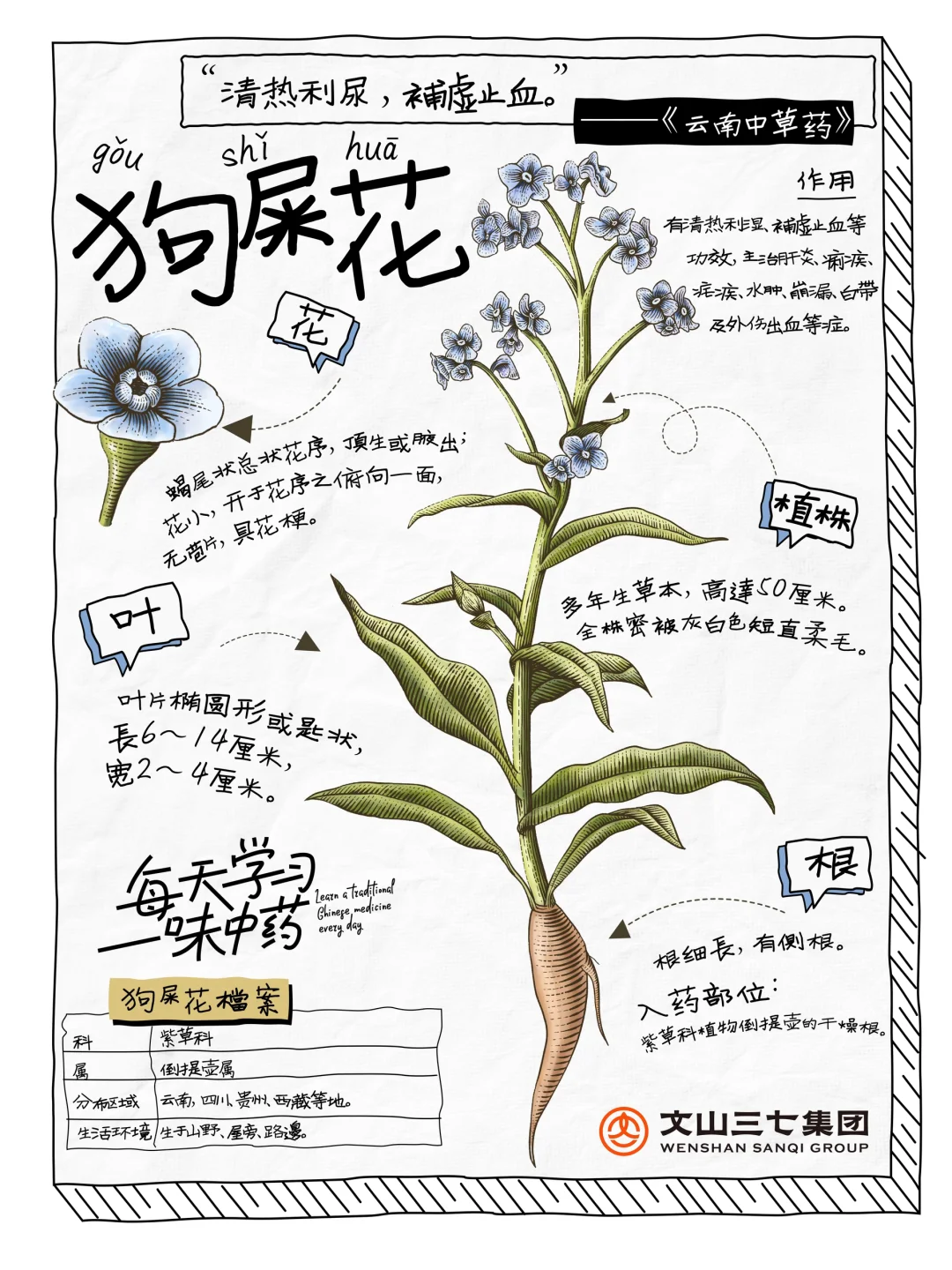 👉每天学习一味中药|狗屎花