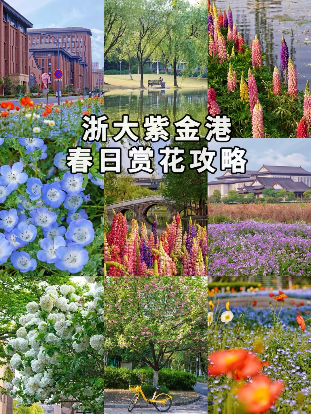 春天的浙大，简直是一个巨大的“莫奈花园”！