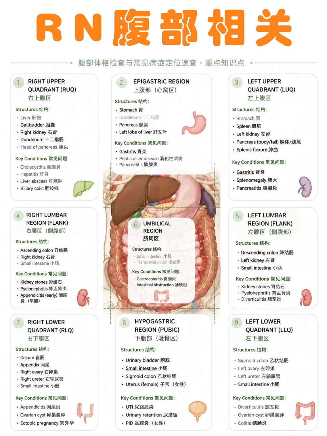 备考RN/腹部相关知识！学！！单词