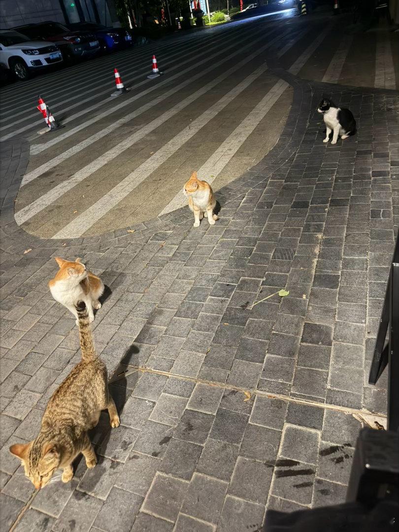 哈吉米大军猫猫 ​​​