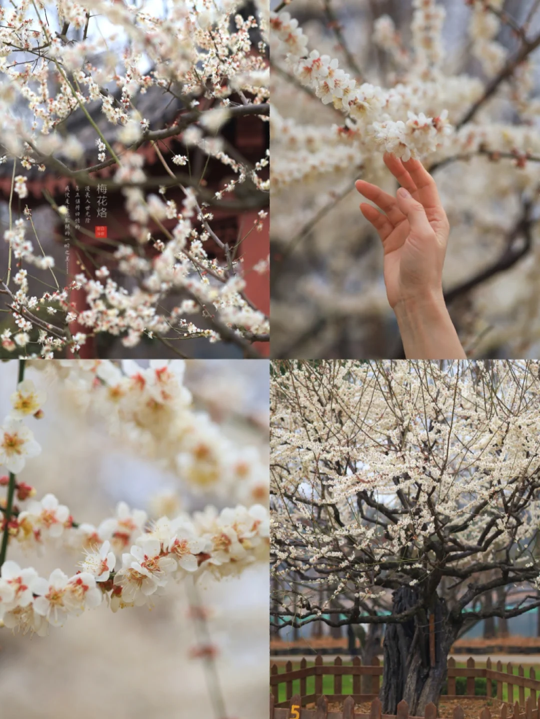 救命❗️武汉这颗百岁古梅封神，内存卡拍爆