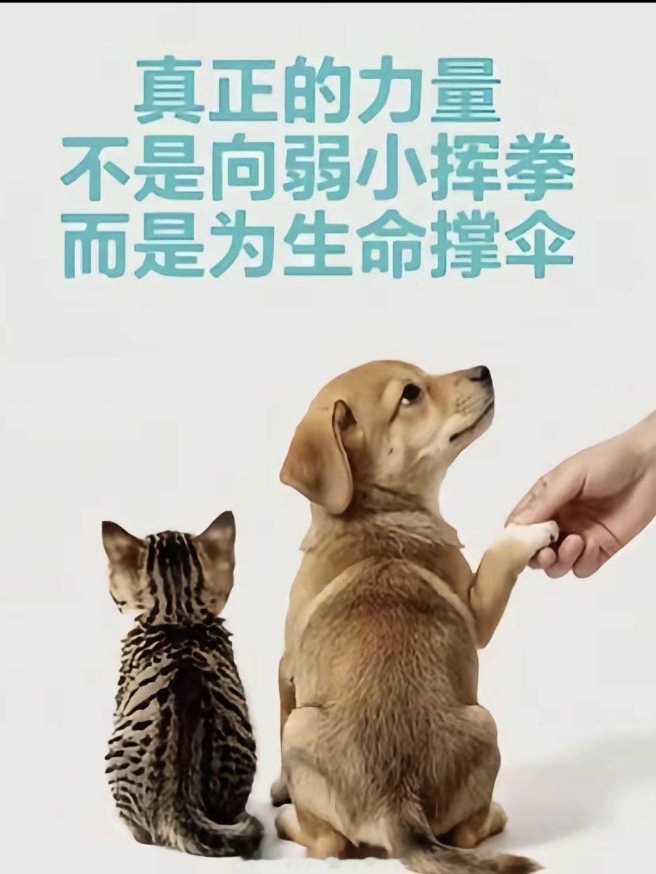 #马斯克# [奶牛猫]#关爱流浪动物# 
让技术看见行人是先进，看见小猫是文明！ ​