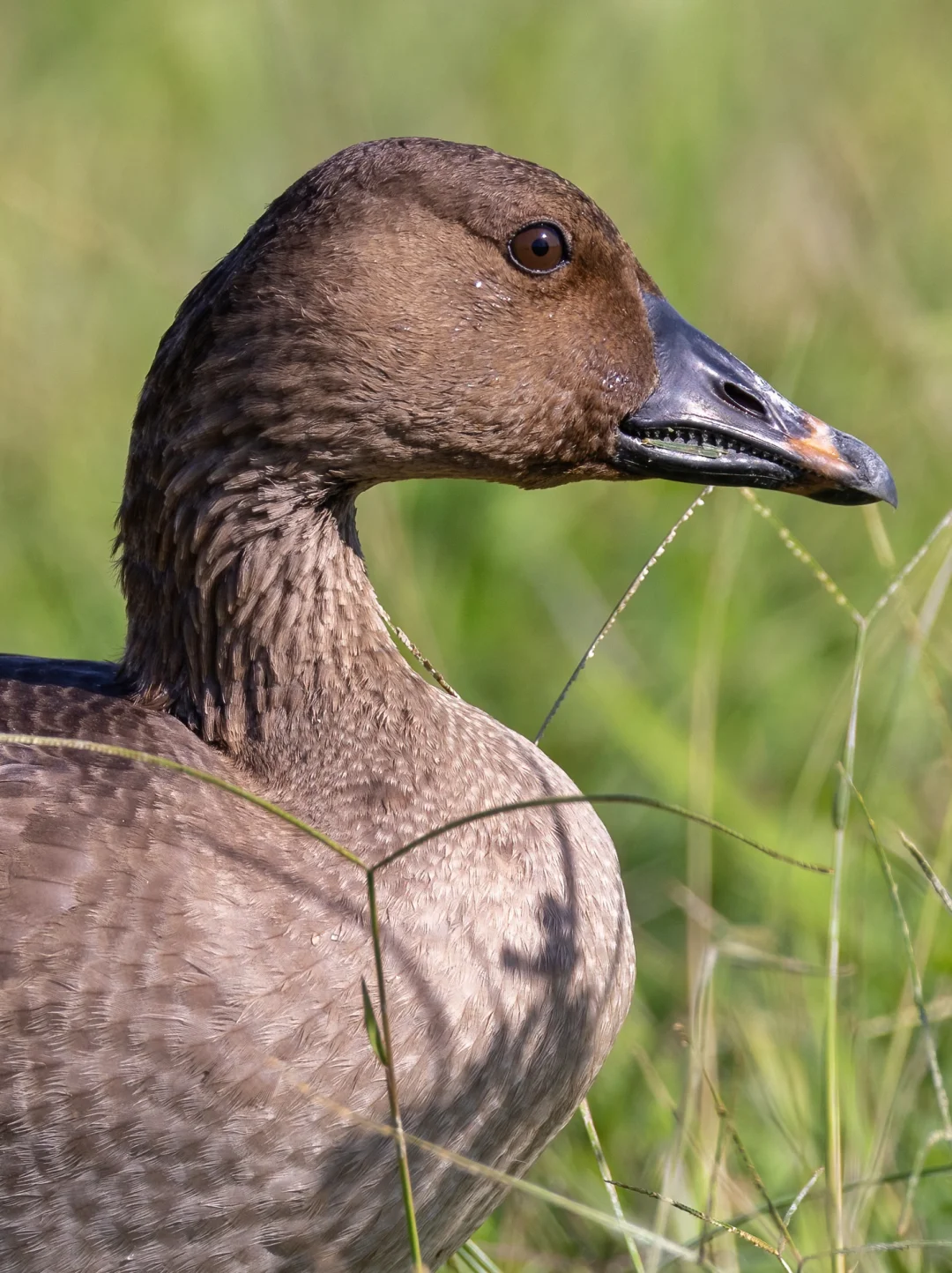 真怼脸拍的短嘴豆雁