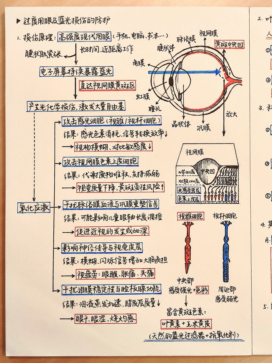 学习笔记｜建议用眼大户先养好黄斑区！