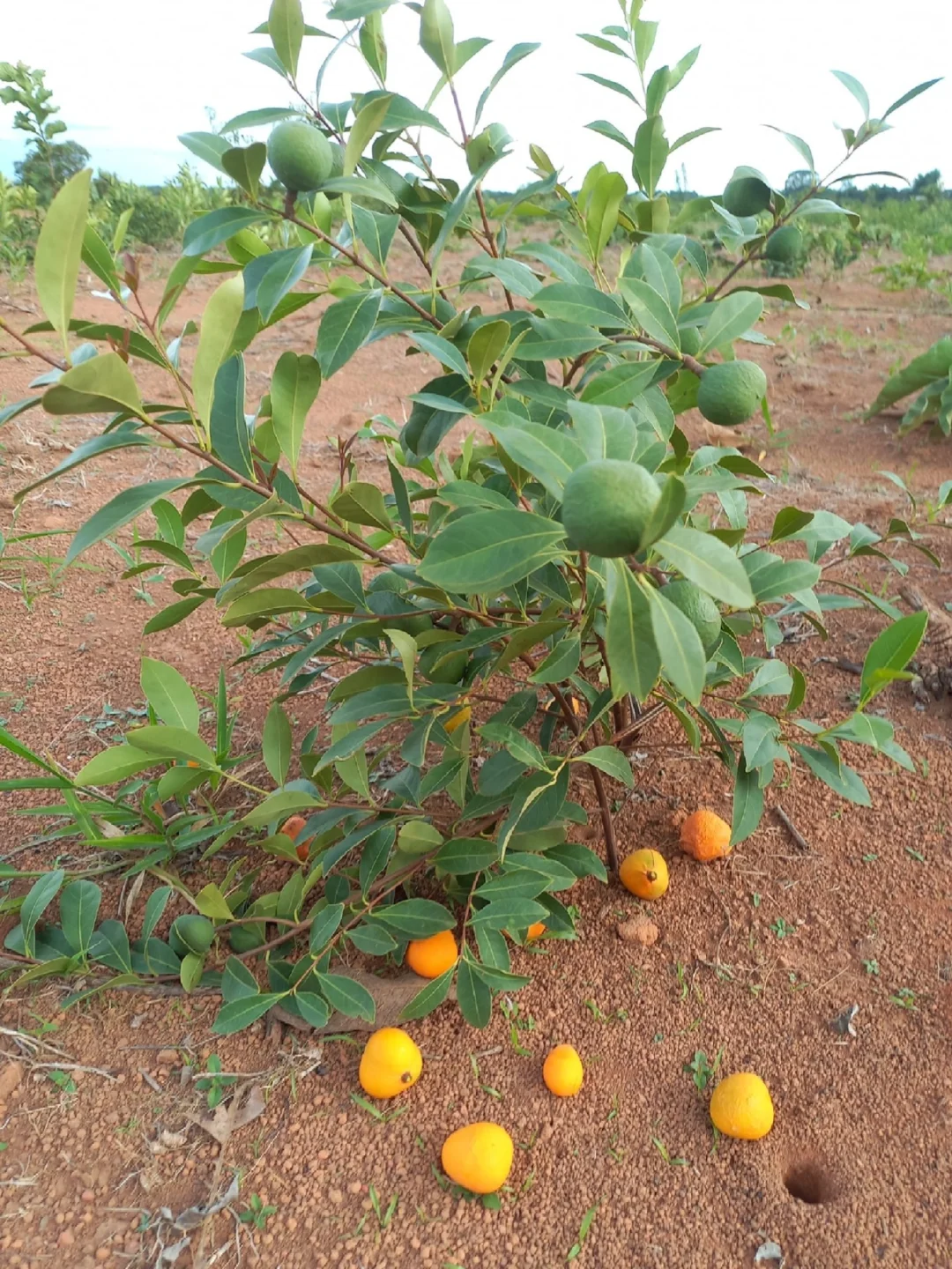 稀有塞拉多水果Peritassa campestris