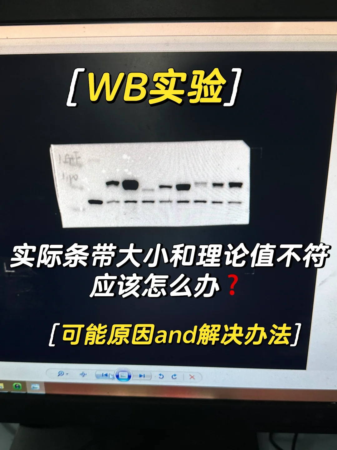 wb条带和理论大小不一致，应该怎么办❓