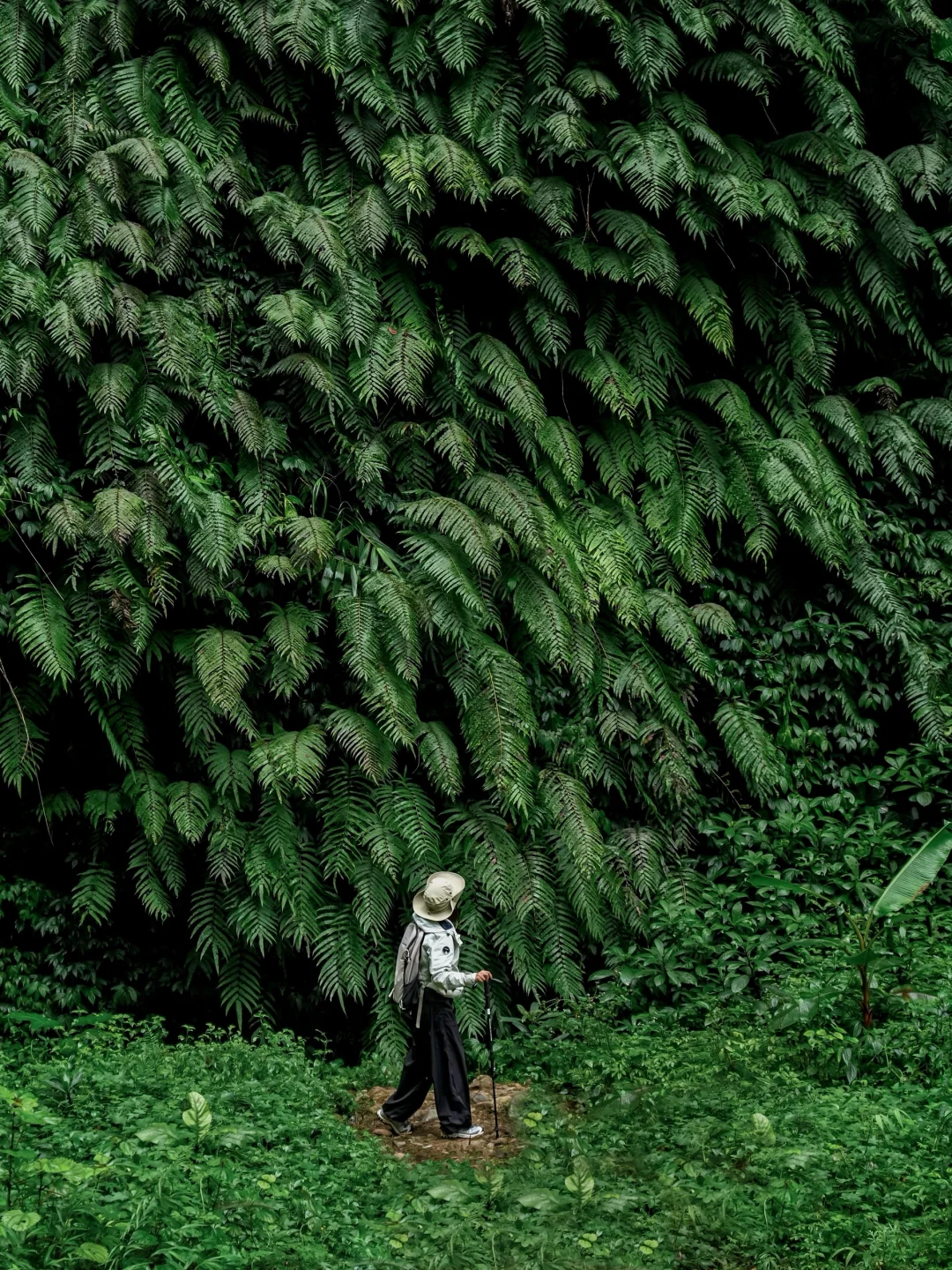 我宣布！广西有中国人自己的侏罗纪植物园！！