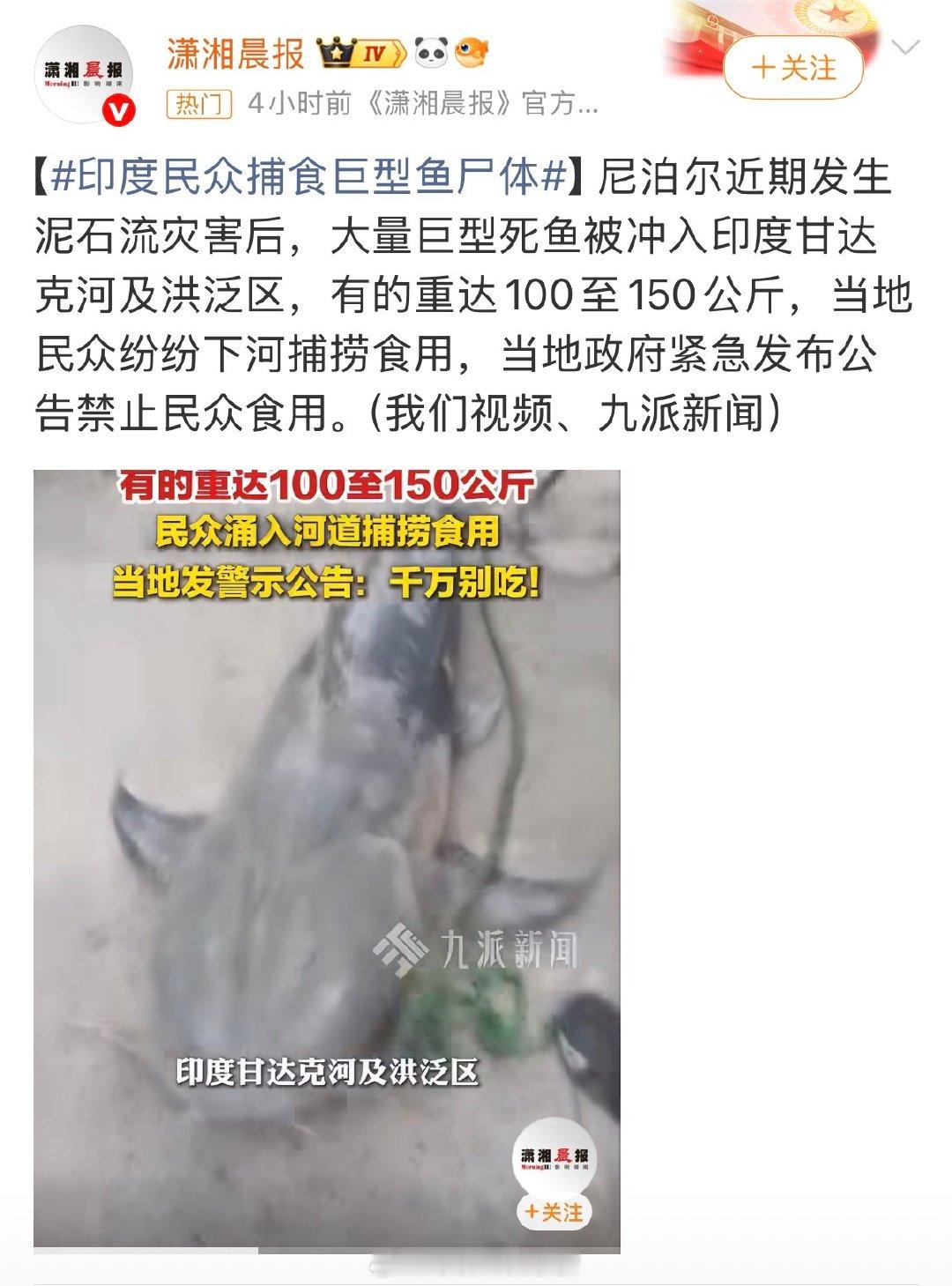 #尼泊尔山洪冲来巨型鲶鱼# 我滴妈呀，100～150公斤，真是巨型鲶鱼啊！
我搁菜市场见过的也就三五斤，十斤多的就是大的了，这鲶鱼是吃激素受污染太严重导致的吧？[捂嘴哭][捂嘴哭][捂嘴哭] ​