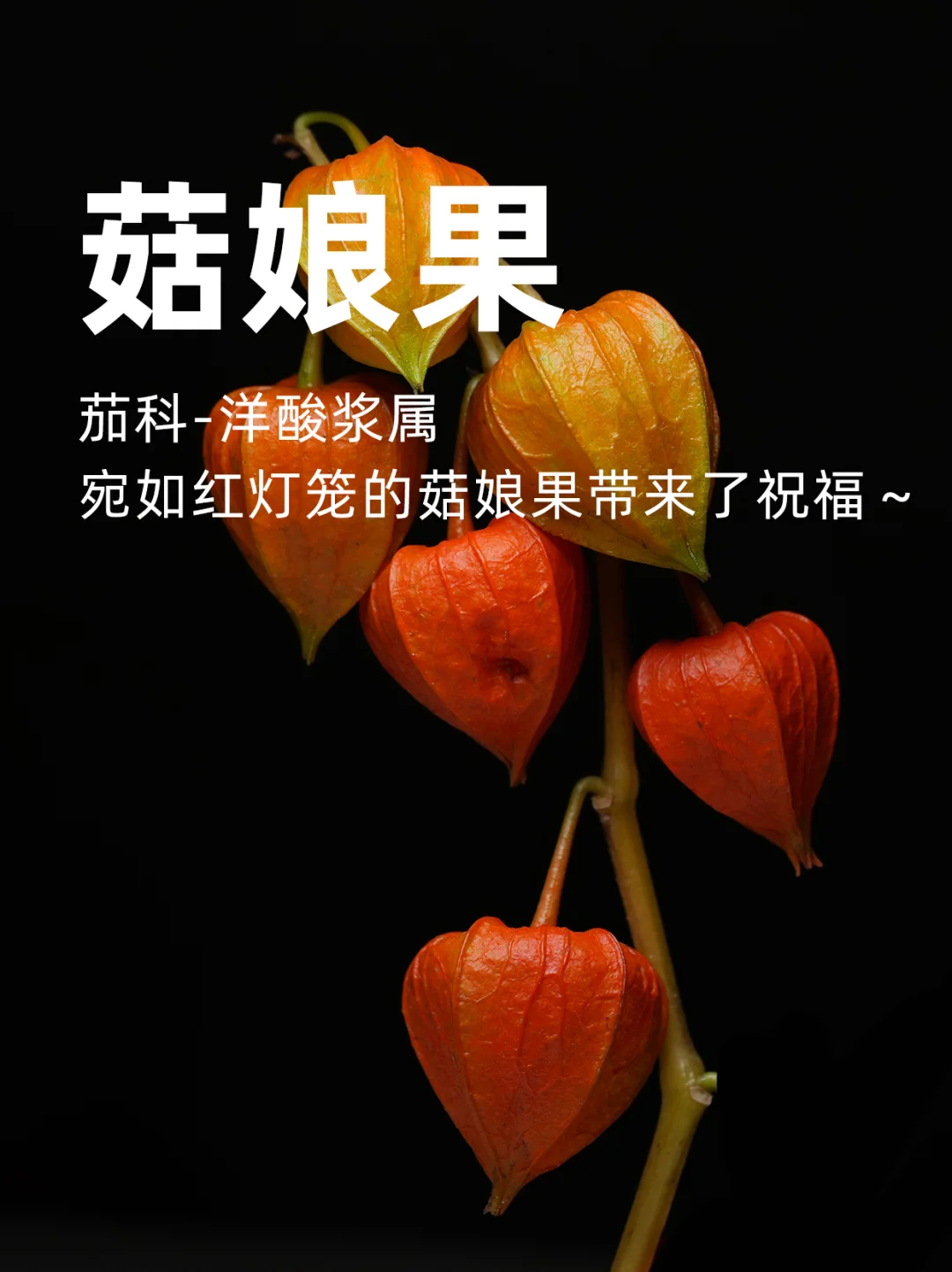 新年伊始，宛如红灯笼的菇娘果带来了祝福