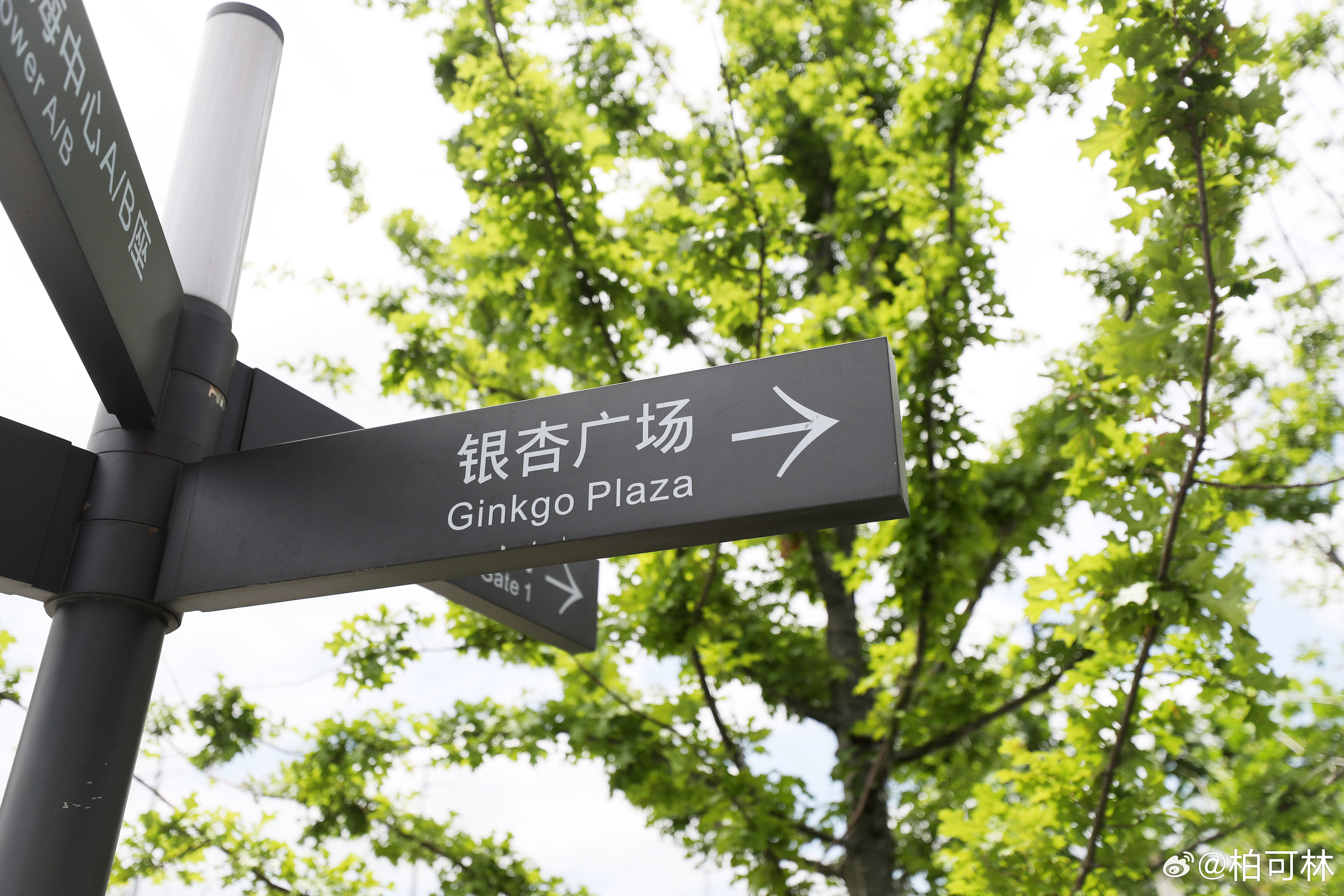 #上海生活##古树# 【上海古树故事 | 为一棵树退让30米：城中村推倒重建，500岁古银杏原地保留】30米距离，在寸土寸金的上海，是一笔不小的代价。但在普陀真如，一栋商业体主动向北退了30米，只为给一棵五百多岁的银杏树腾出生长空间。
这棵编号为0057的古银杏，是普陀区树龄第二的“老寿星”。它脚下的 ​