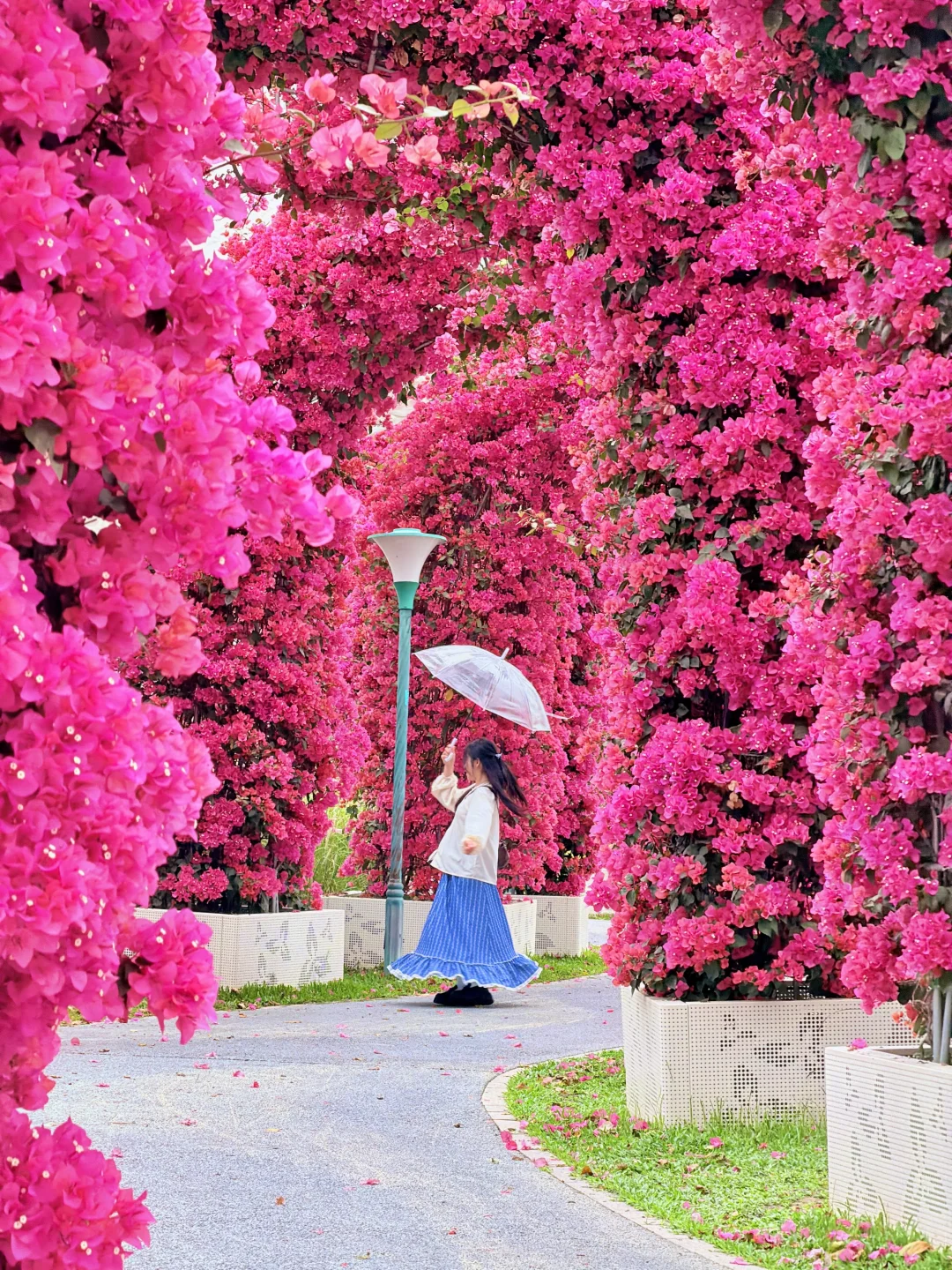 3.2实拍📸广州塔下绝美爆花拱门🌸地铁直达