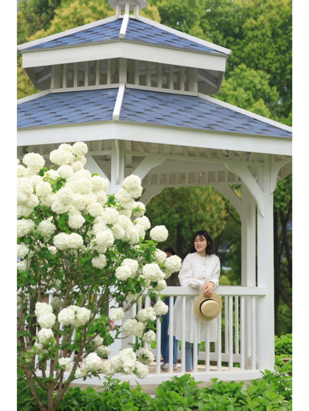 千万别去沙湖公园拍绣球❗️真的太卷了