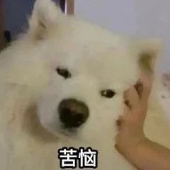 送大饼送出了上班的感觉
还有好多苹果和柚子
感觉可以吃到明年中秋（bushi ​
