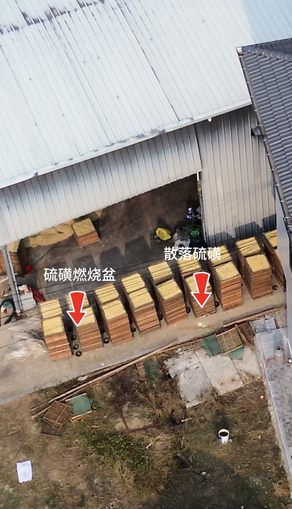 渔猎奇哥曝光硫磺熏制桂花，加工点大街上熏制他们自己不吃。

奇哥收到粉丝投稿村里一半以上都是硫磺熏制桂花，加工点毫无顾忌大街上当人众人用硫磺熏制桂花，熏制出来的桂花品相好卖价高。

加工点将桂花放木板架子上盖上塑料纸，下面放上硫磺碗进行熏制，全村大加工点与小加工点用硫磺熏制桂花占一半以上。