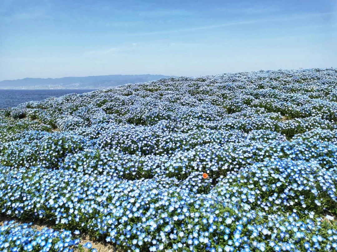 日本大阪|是美丽的蝴蝶呀还是绚烂的花朵