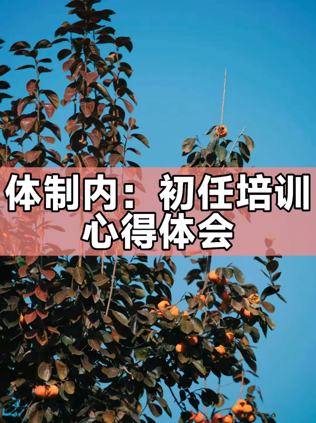 体制内：初任培训心得体会