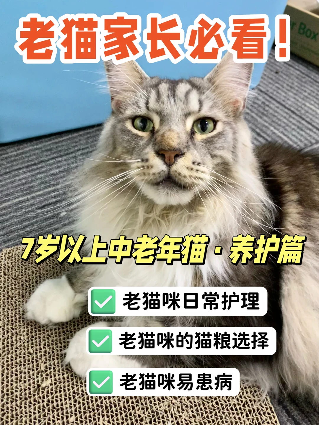 7岁以上的猫咪如何照顾？直接照抄就行了
