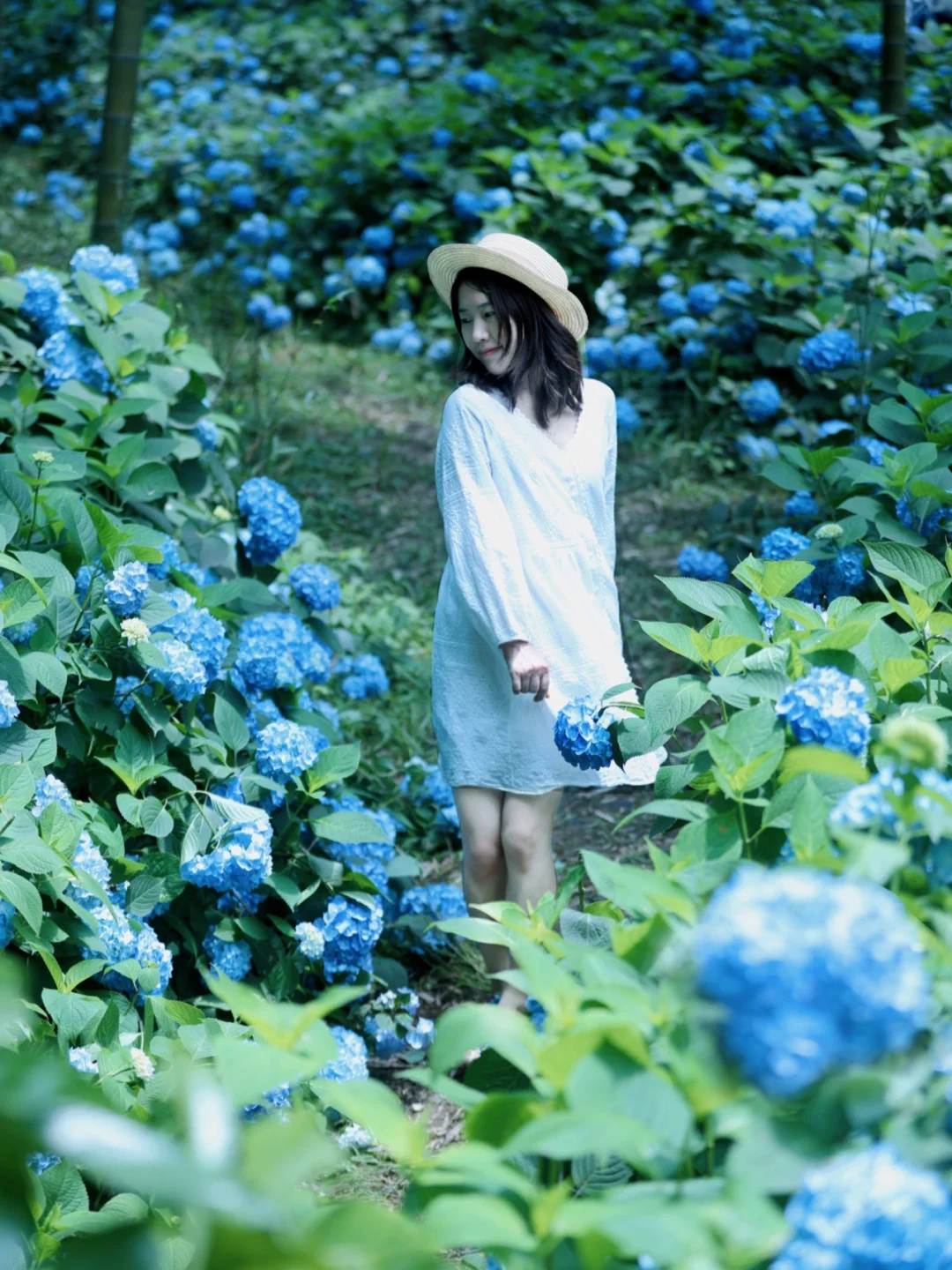 预告｜杭州静谧山谷绣球花海，无人可以拒绝！