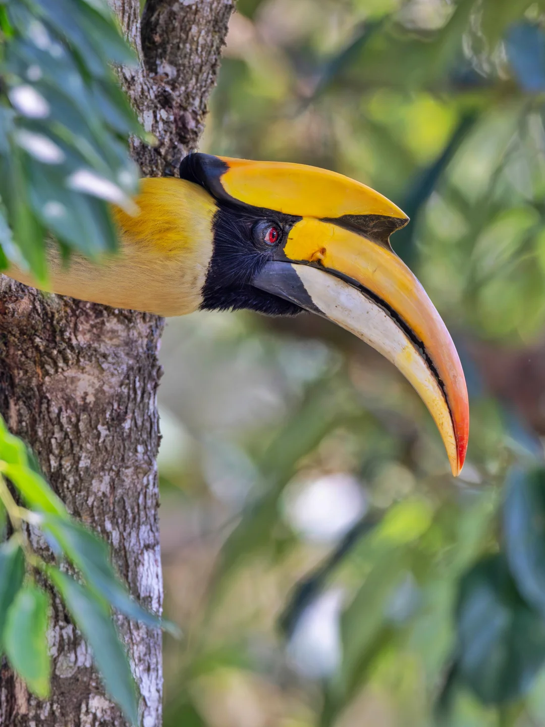 进入双角犀鸟的秘密热带雨林花园