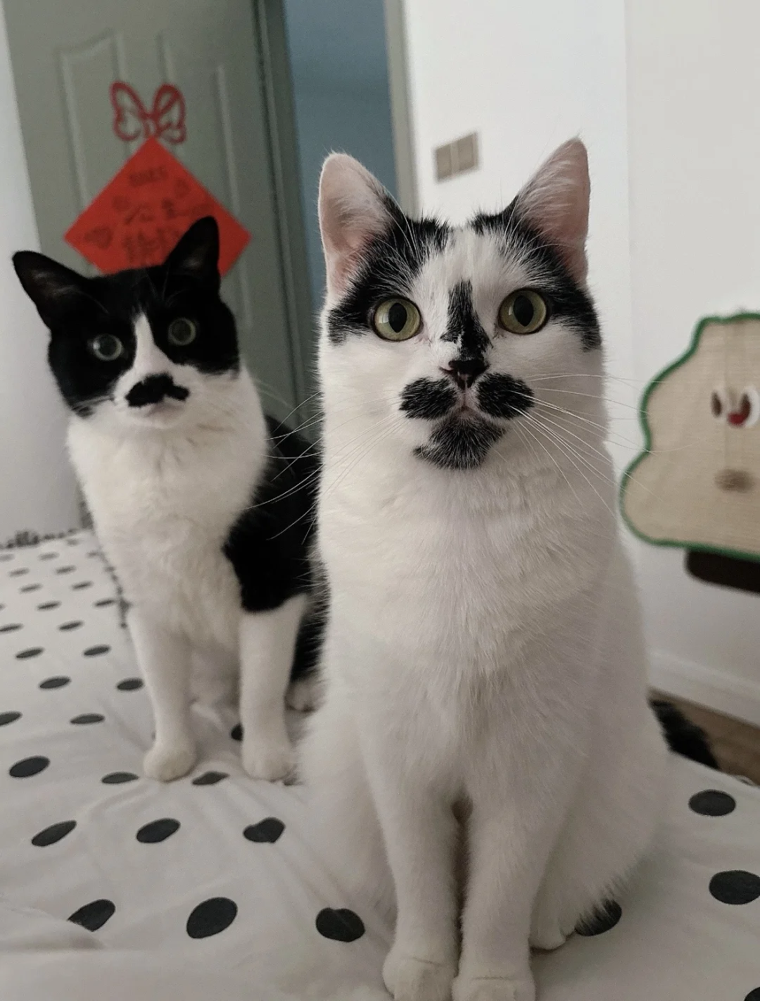 我妈过年让把我的“互补”小猫带回家！