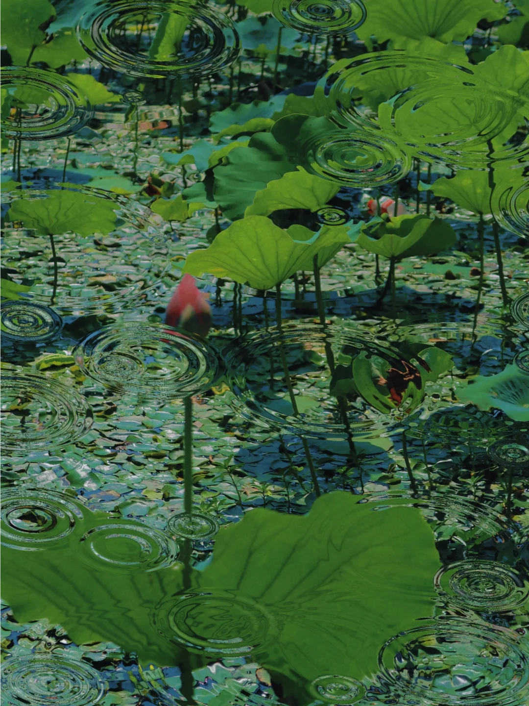 📸 | 世纪公园荷花又开了，附⑦个打卡攻略