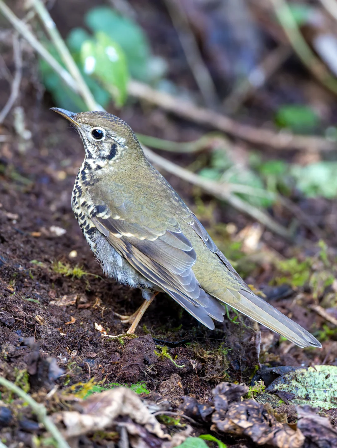 大方走到我脚下的长尾地鸫