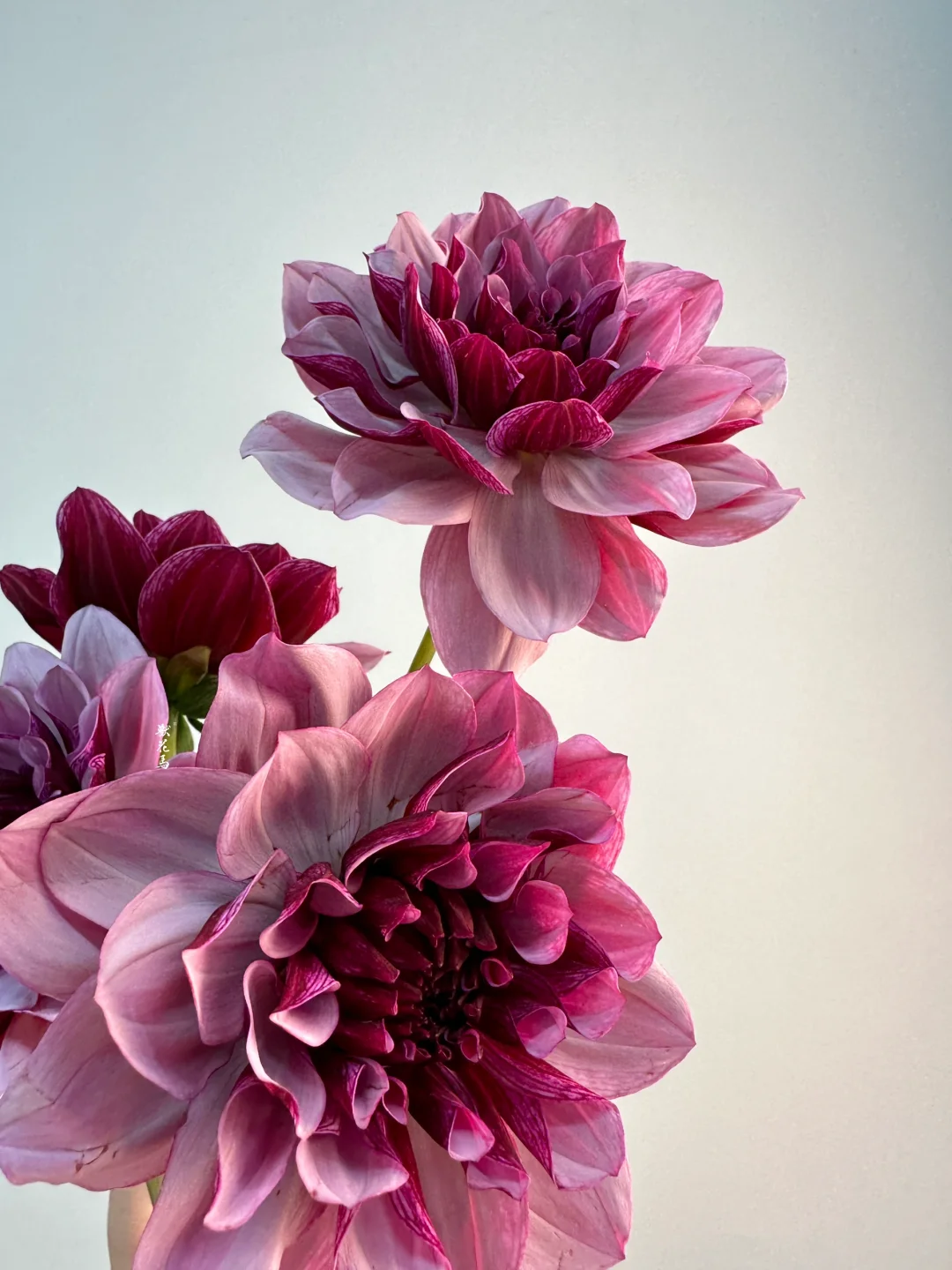 大丽花·凯撒创意Cream de Cassis