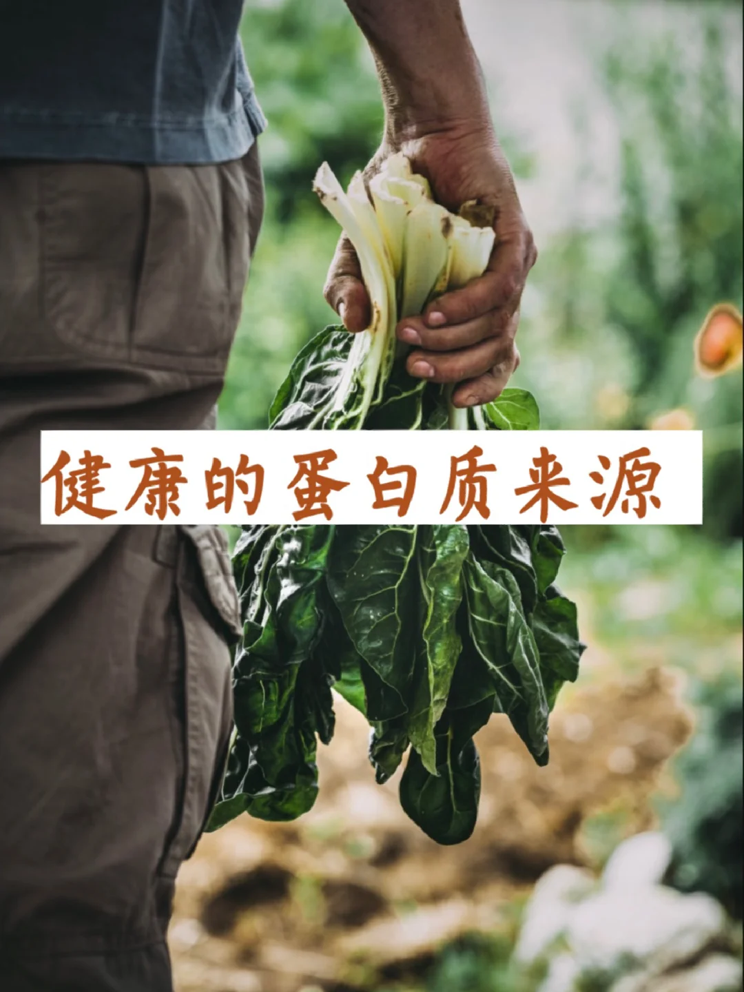 众多含有蛋白质的食物中，哪些最健康？