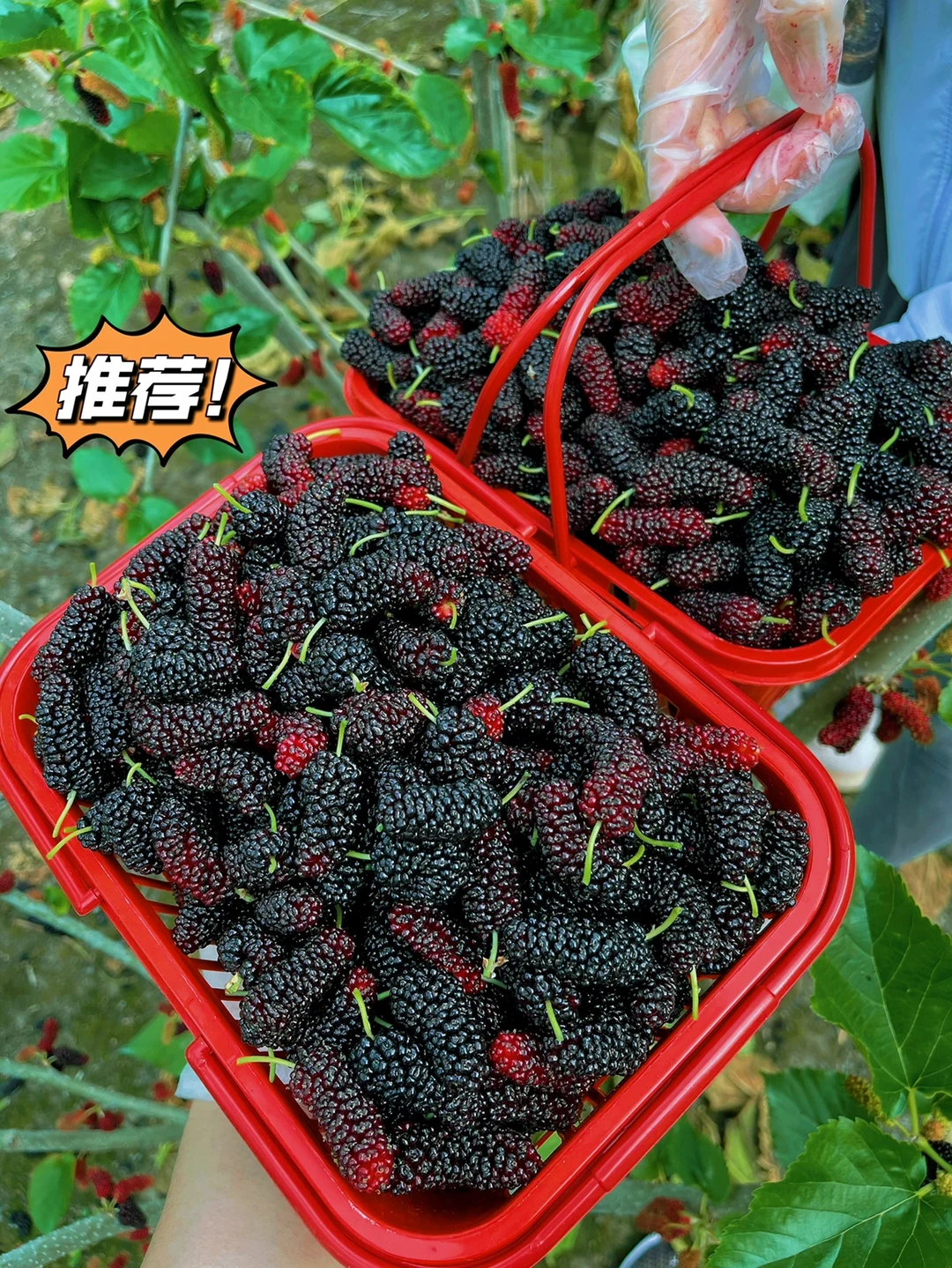 终于找到了苏州摘桑葚的好去处一次摘个够