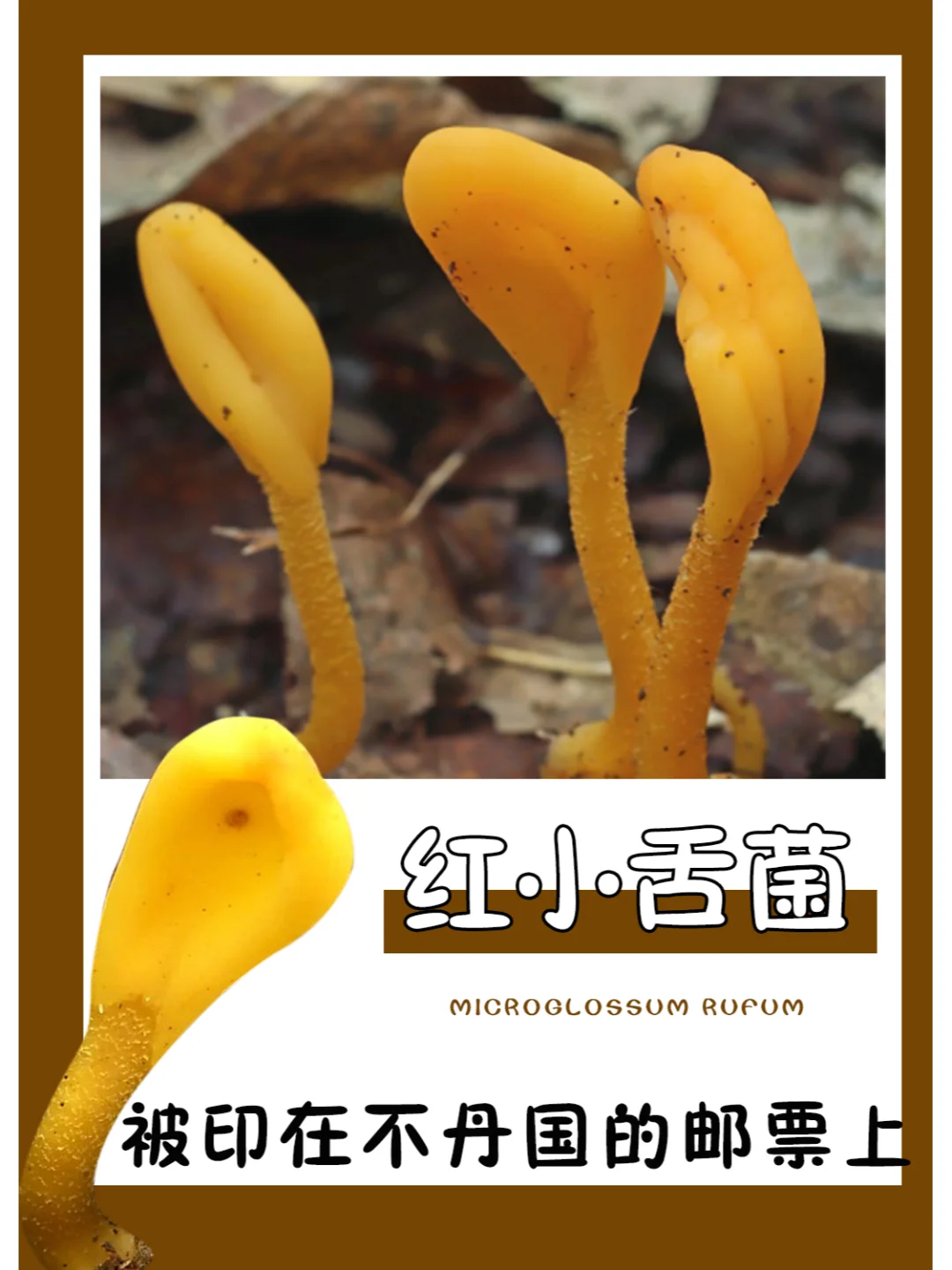 很小但是细看有点恐怖