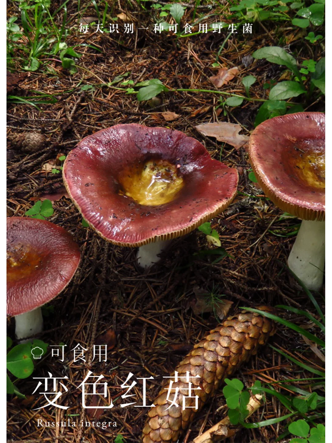 生长过程中一直在变色的变色红菇