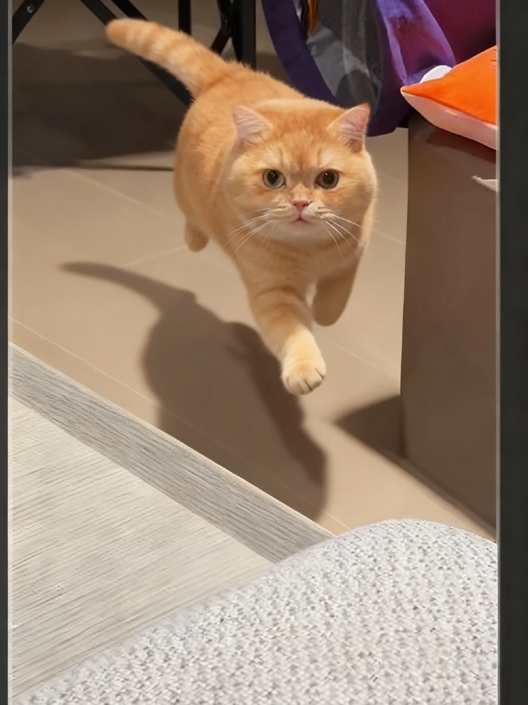 谁家小猫这么爱跑啊？