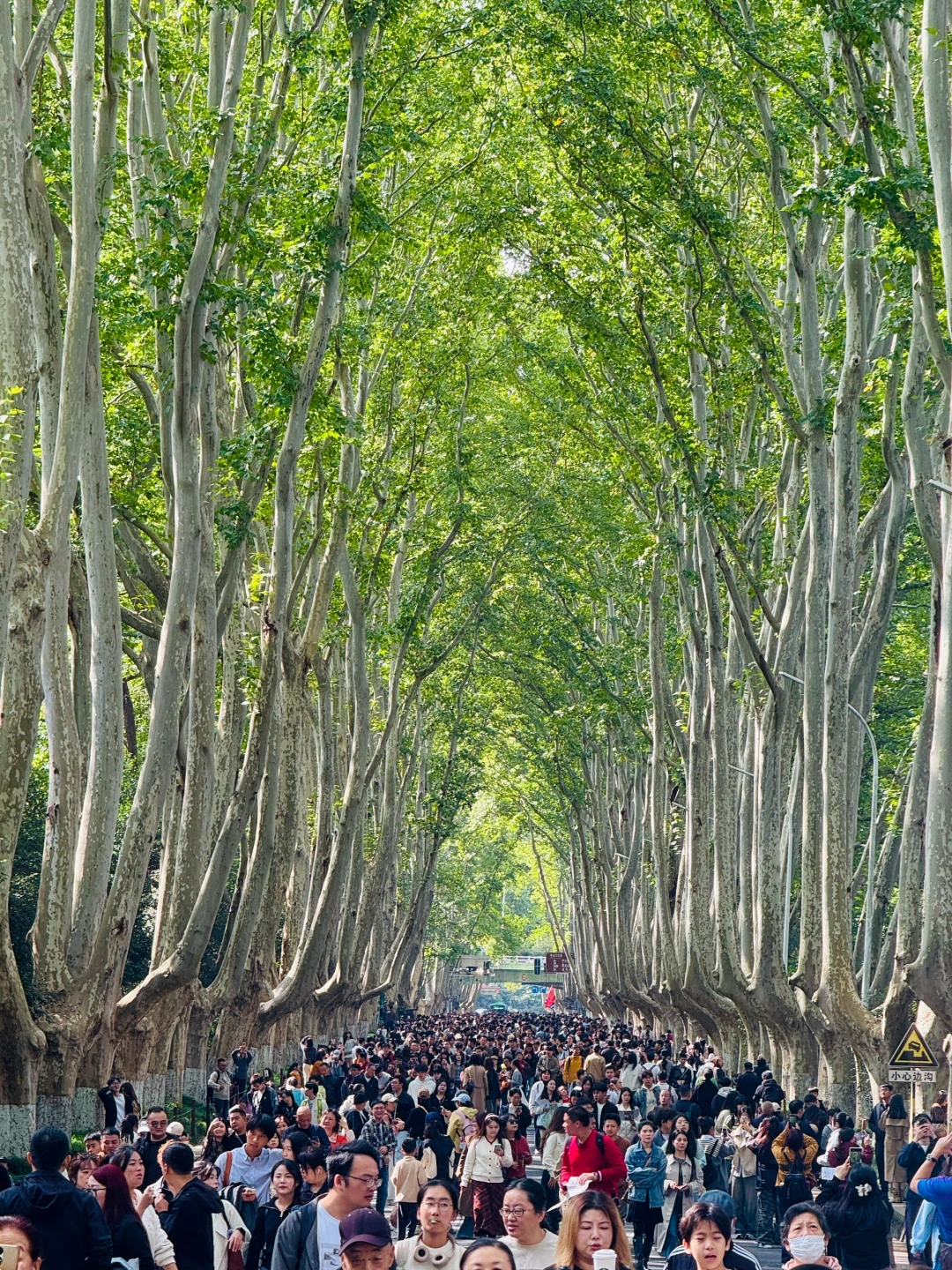 10.26号实拍！南京果然只有旺季和旺旺季。。