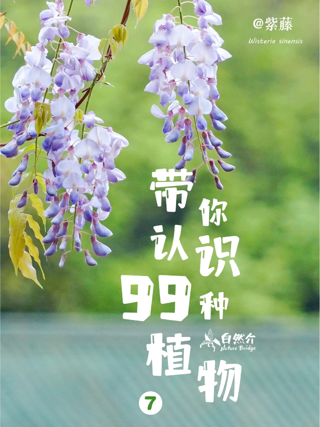 带孩子认识99种植物