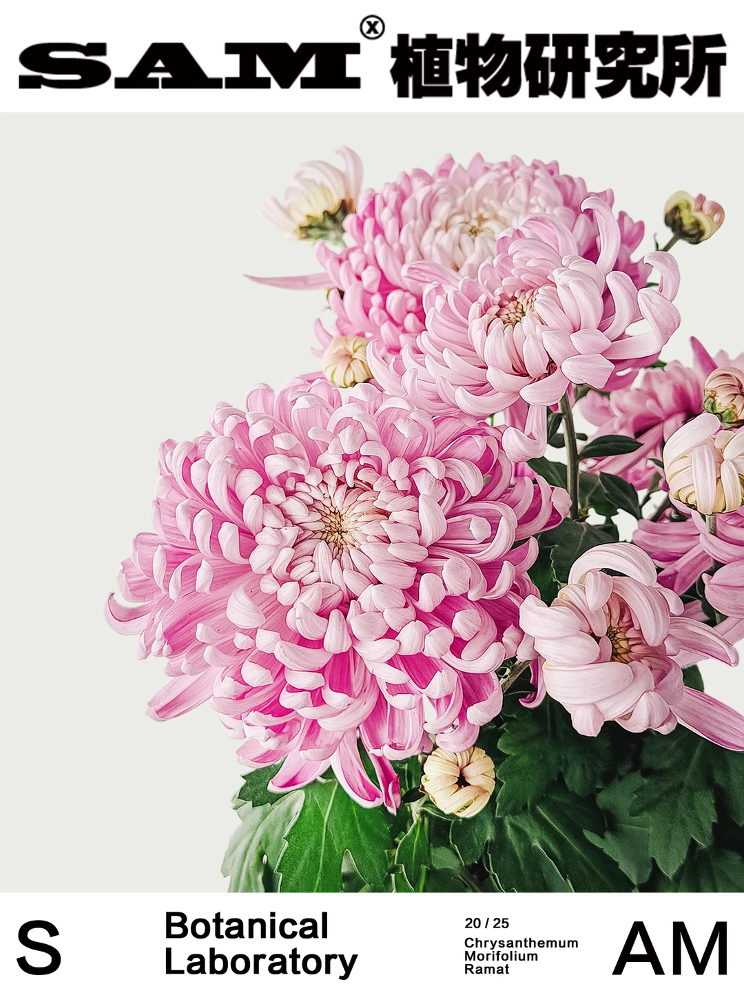 国菊｜Chrysanthemum × Morifolium Ramat