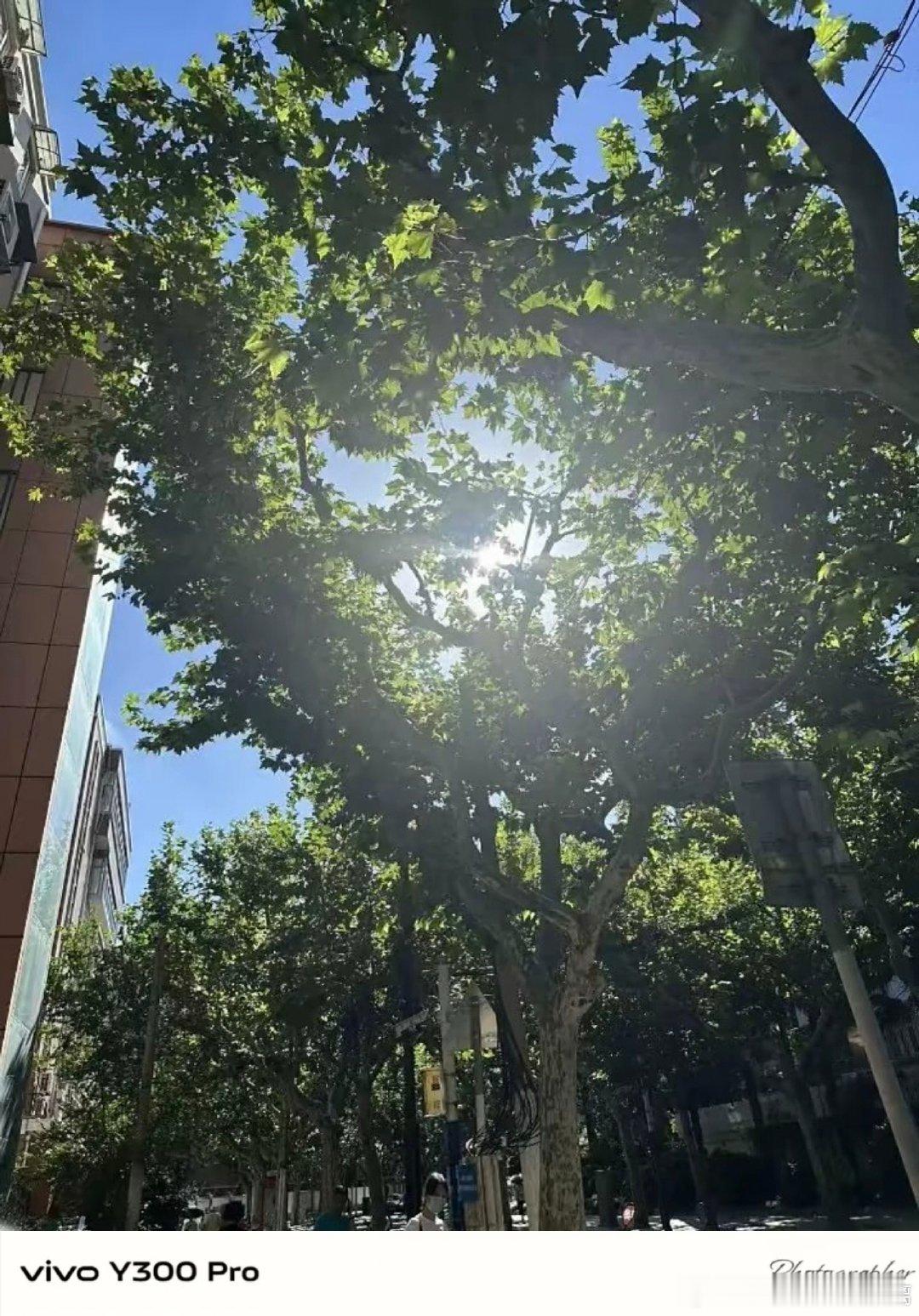 #vivo[超话]##vivo超话# 走在街上撞见透过树叶洒落下来的阳光，茂密的梧桐树叶层层叠叠，夏天的氛围感直接拉满，走路都觉得很舒服。 ​