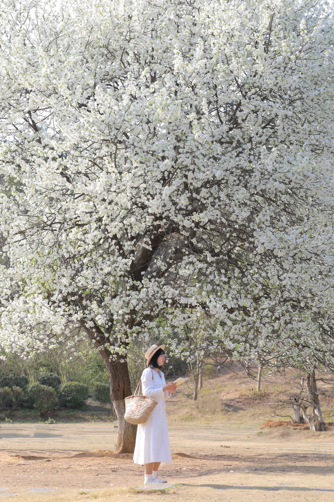 再过一周❗️武汉梨花顶流即将盛放❗️