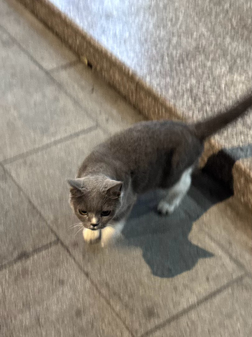 -回来路上碰到的人面猫身猫[震惊]
脸太像人了以至于我都不敢和她对视[傻眼]
-对比之下我们典典真是太标准的“猫”样了
-今天喂软骨素太大颗了可能卡住了，小喵突然吐了吓我一跳[泪]一坨痰质地的
-在wx朋友圈看到阿维塔的插入广告我不以为意，路上看到这辆好貌美[色] ​