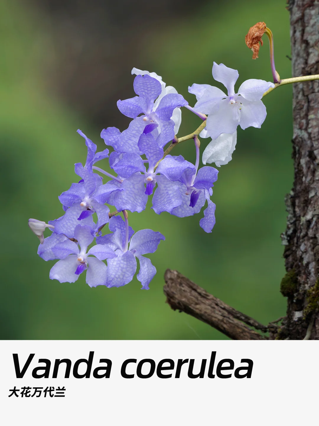 带你每天认识一种花材425｜大花万代兰