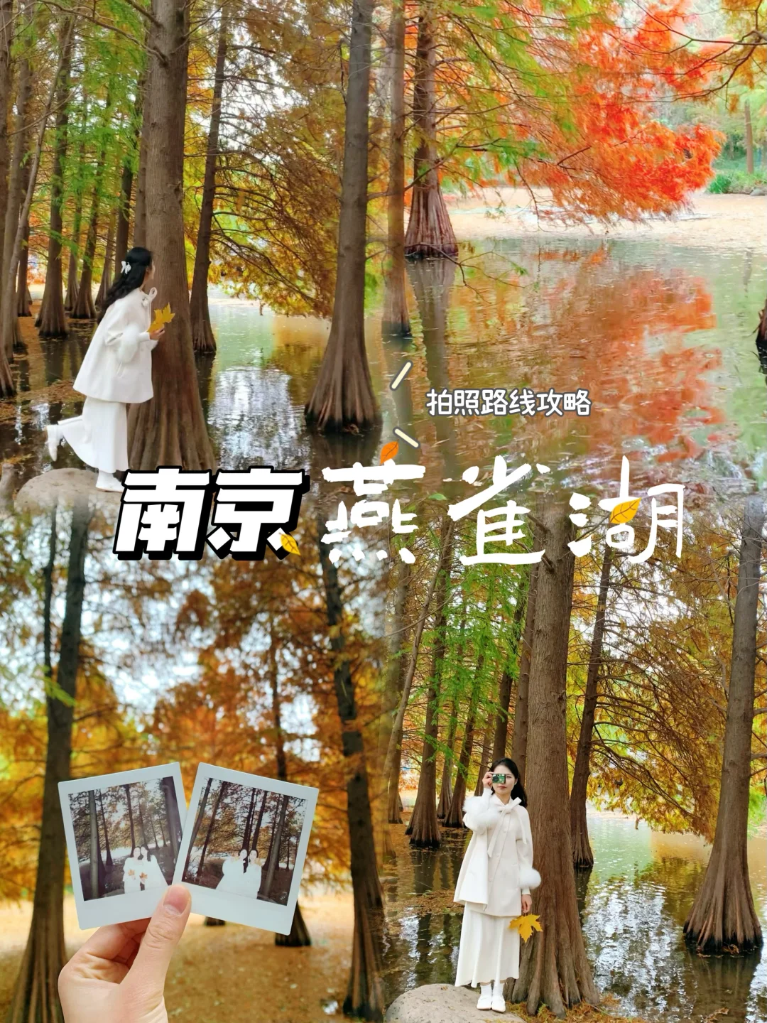 南京燕雀湖/11.17实况live🍁秋景真的杀疯了