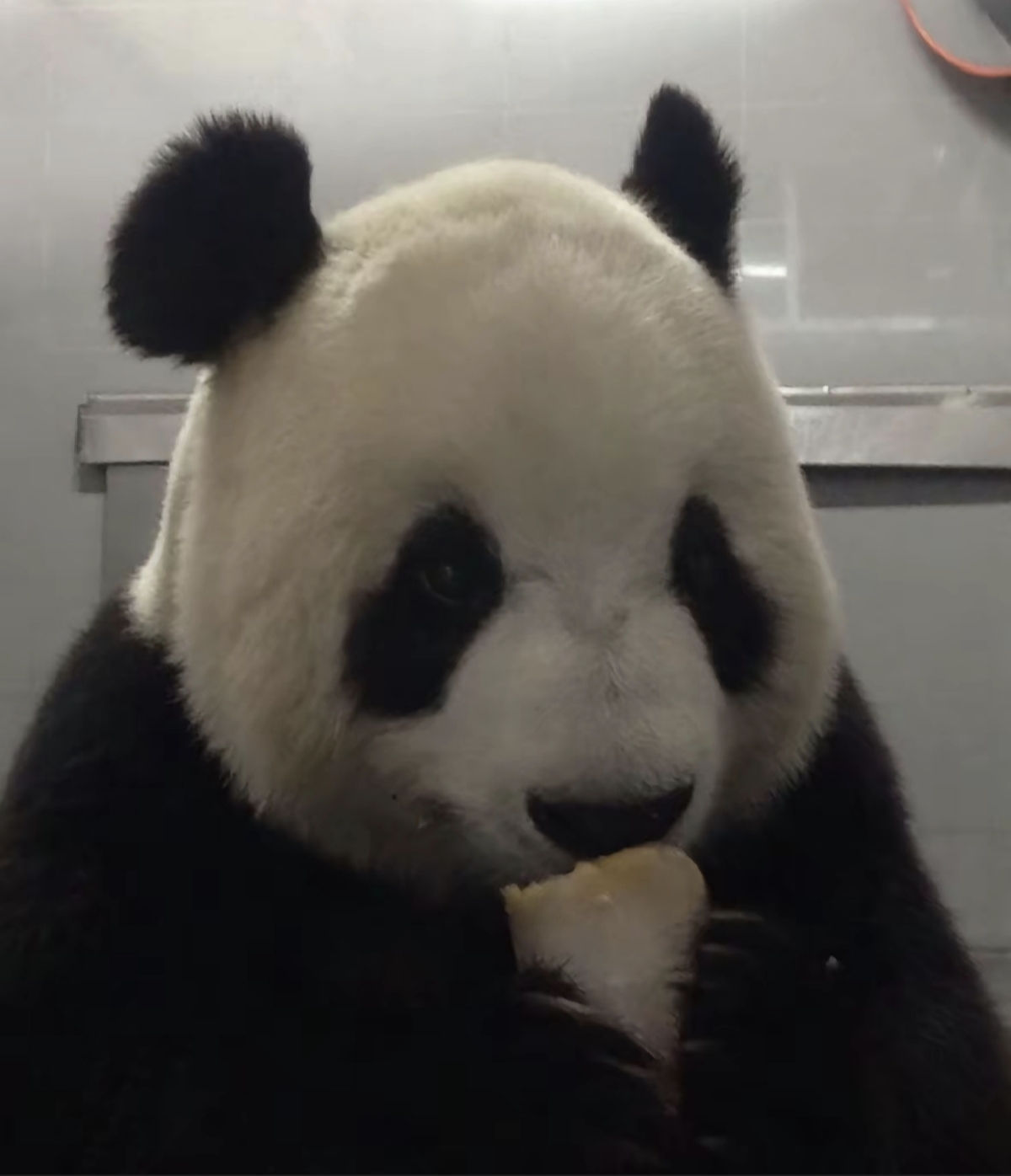 无论什么在什么样的镜头下，飞云都这么可爱！ 萌妹萌妹，又萌又甜的乖宝宝[大笑]！