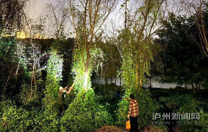 【市民夏夜江边寻蝉踪 解馋莫忘生态与健康风险】夏夜里的滨江路，长江沿岸...