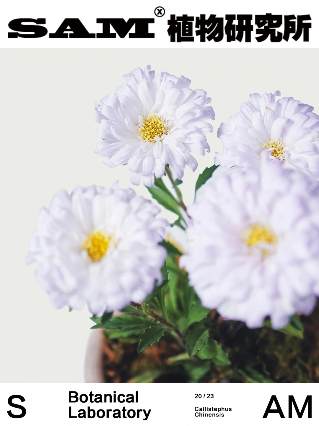 渐变色翠菊 | Callistephus Chinensis (L.)