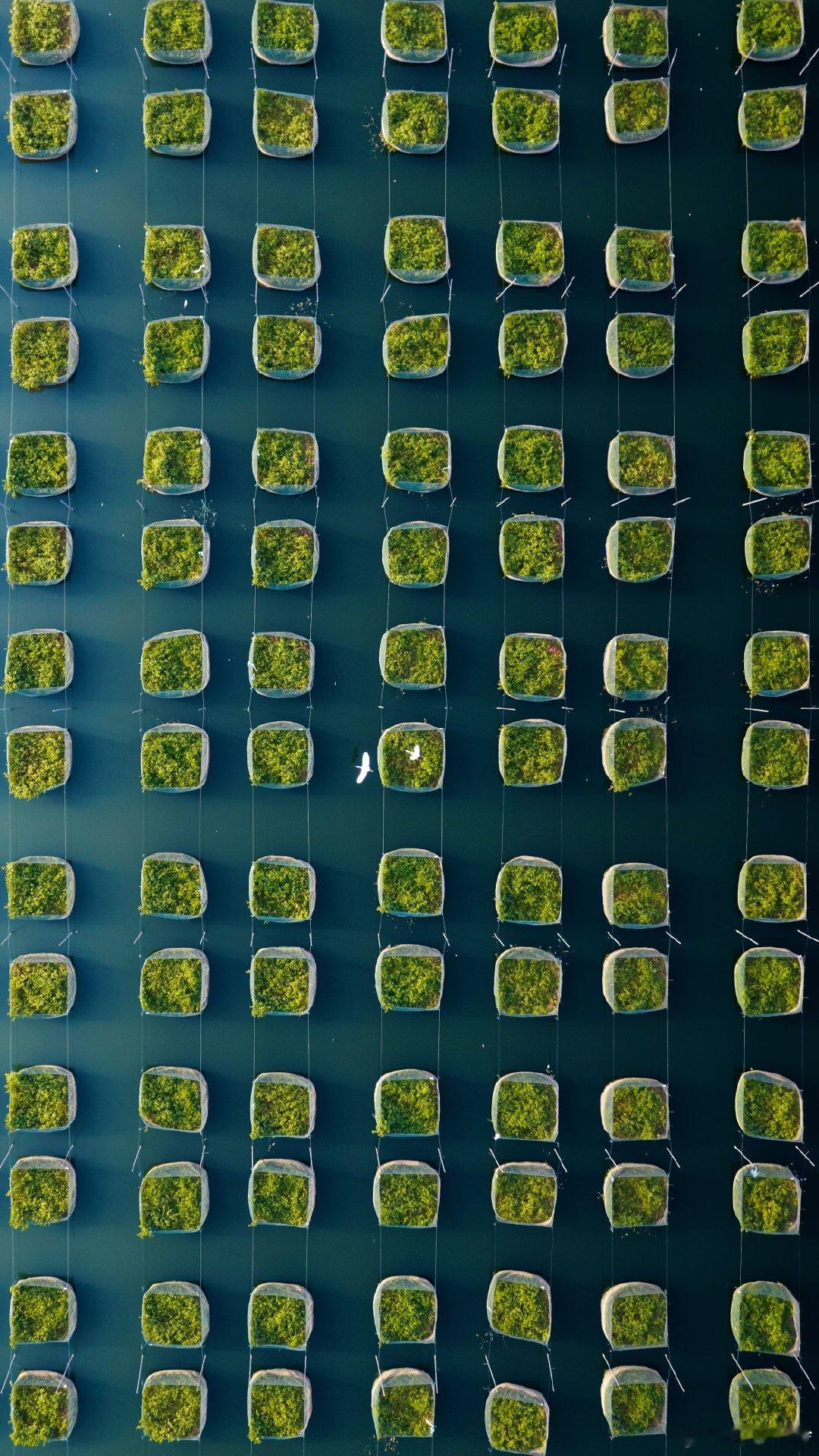 飞鸟迷宫
📸📸📸
这是位于武汉江夏鲁湖的鳝鱼养殖场。
从高空俯瞰，这些网箱如同棋盘上的格子，被绳索和支架固定在水面上，形成了极具秩序感的矩阵。网箱内的绿色植物，是为净化水质、提供遮蔽而种植的水生植物。这种高密度、标准化的养殖方式，是人类利用水域资源、发展渔业的重要手段，也意外地在视觉上形成了强烈的抽象美感。
两只飞鸟的闯入，恰好点明了这片人工养殖区并非冰冷的工业场所，而是依然被自然所拥抱的生态空间，展现了人类生产活动与自然环境的共生关系。
#微博影像年##自然物语# #米拍青影共创计划##拍了拍武汉#