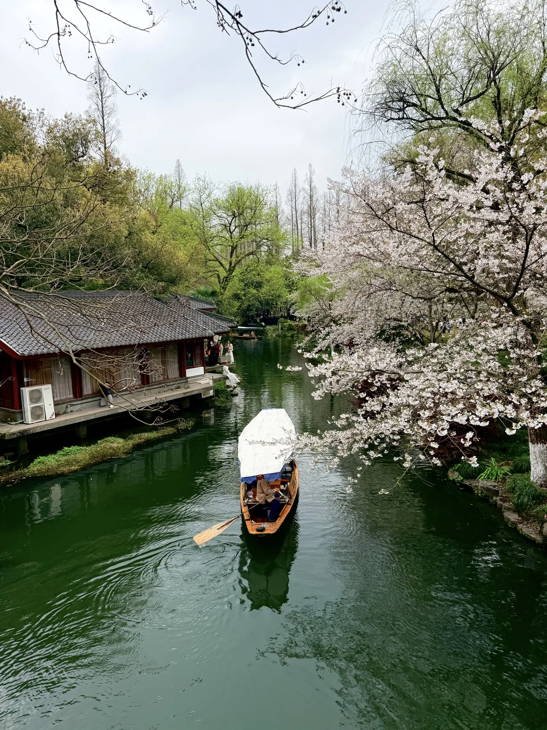 难怪古人春天要下江南！曲院风荷🌸live实况