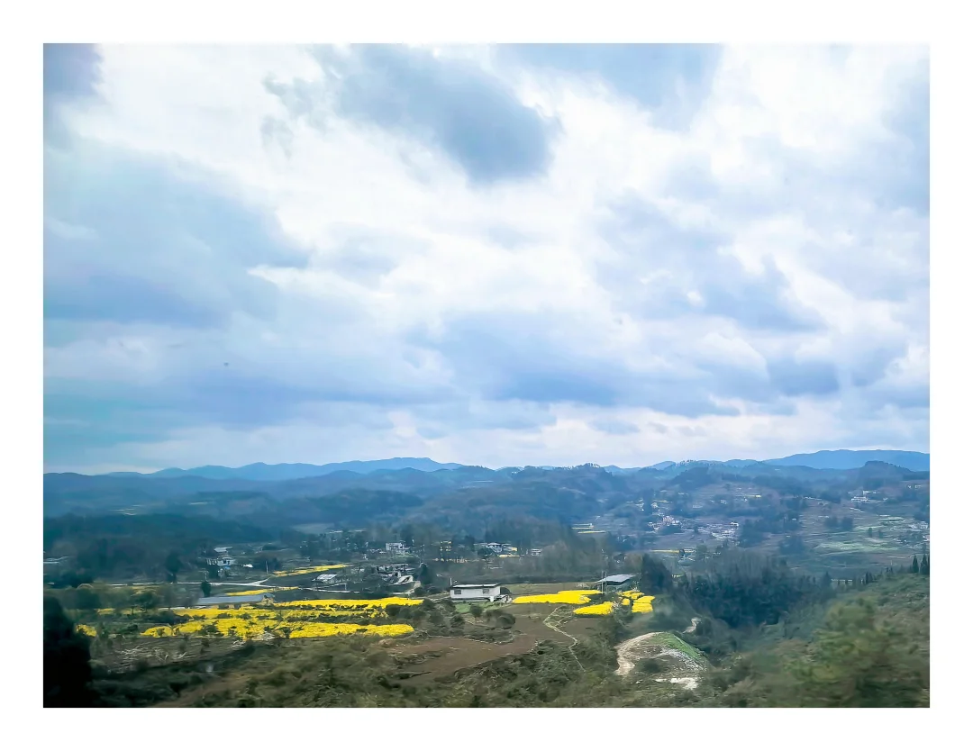 又到了菜花开放的季节，天晴去踏春