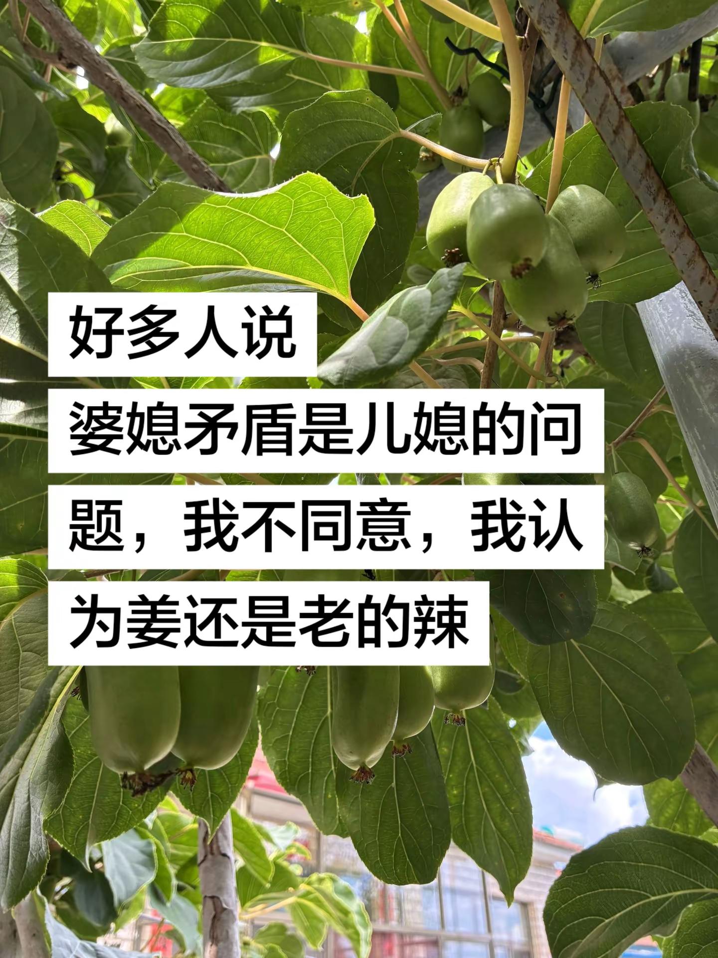 婆媳矛盾