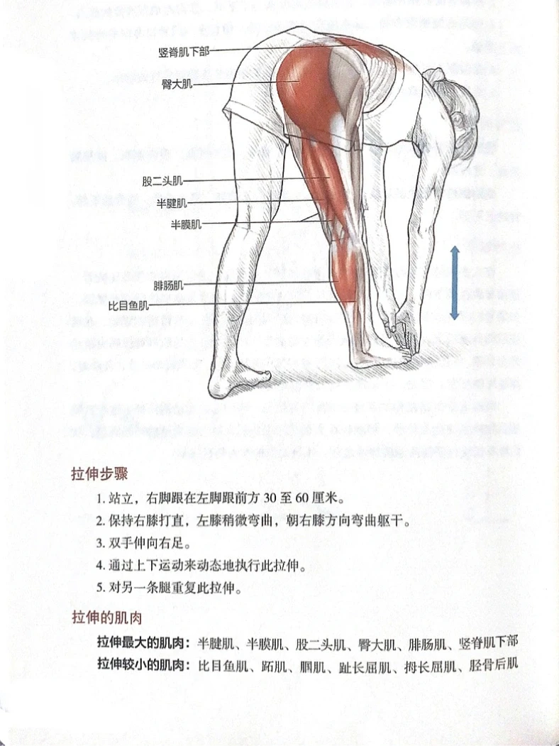 最有效的动态拉伸大腿后侧🔥