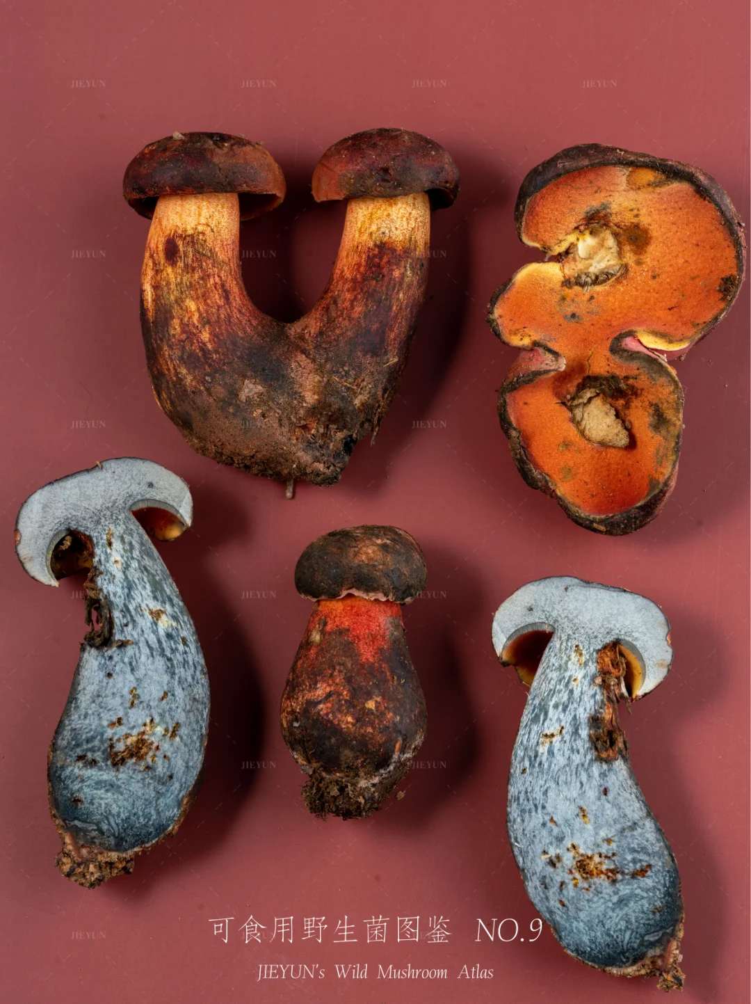 可食用野生菌图鉴NO.9 | 见手青（紫葱）