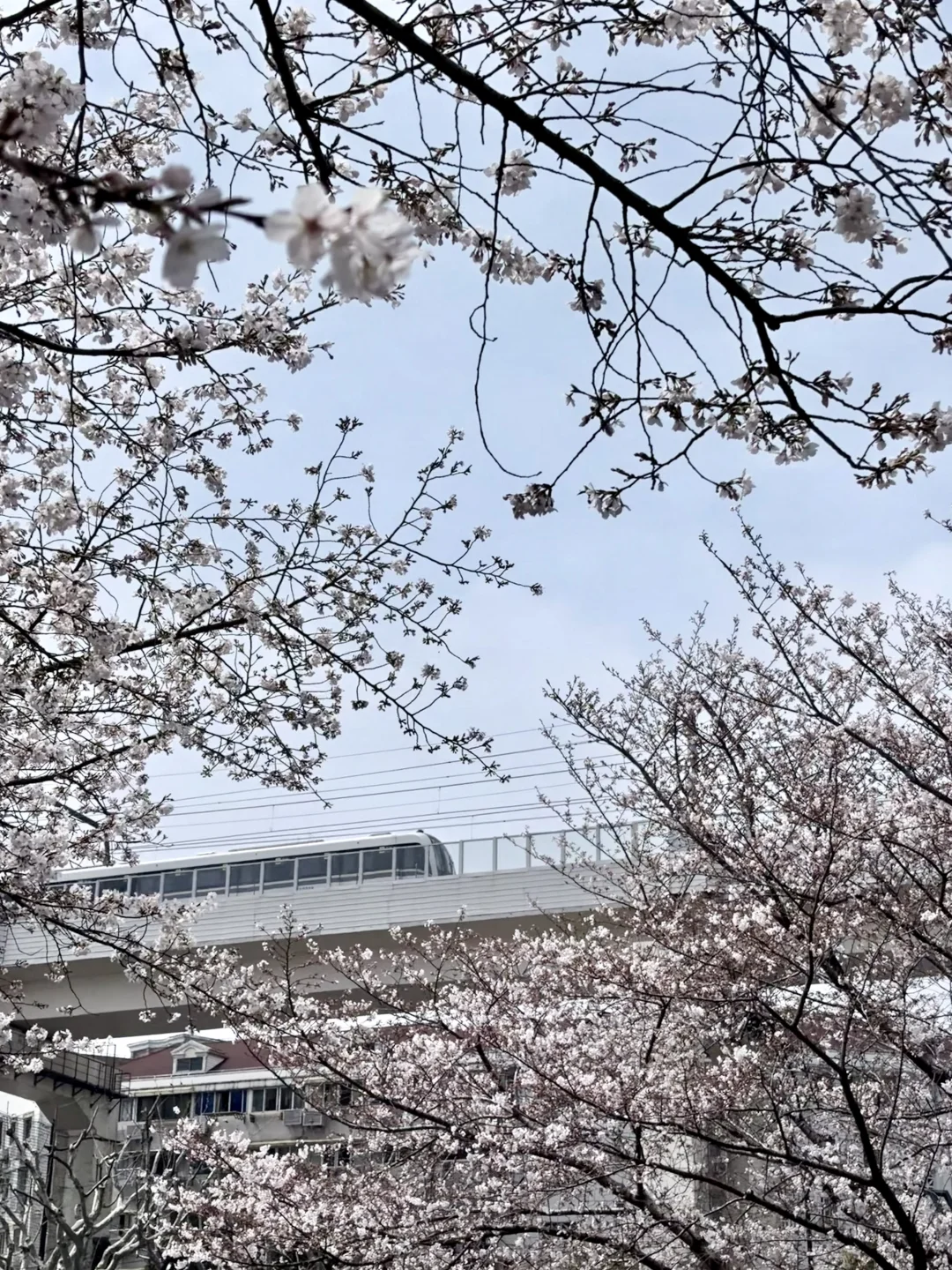 3.31樱花实况，虹口足球场樱花已全开
